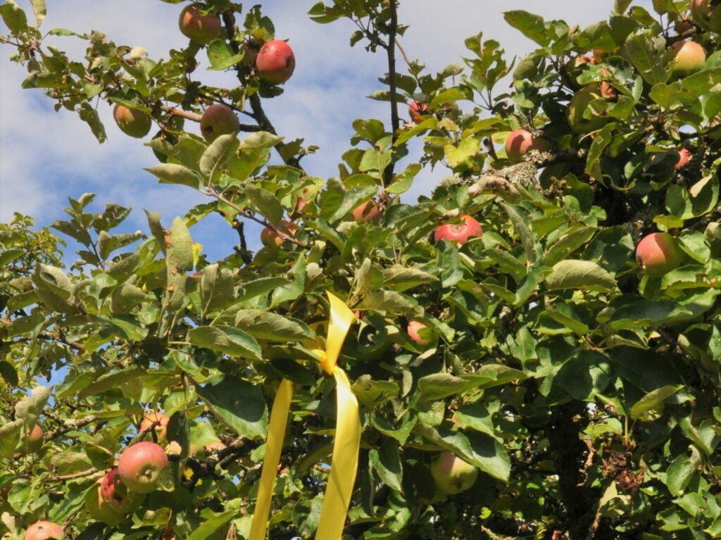 Gelbes-Band-am-Ast-scaled-e1664193970238