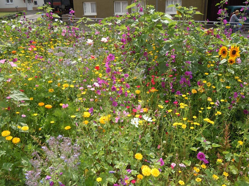 Bauerngarten-mit-Wildstauden